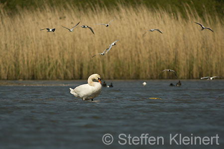 036 Höckerschwan (Cygnus olor)